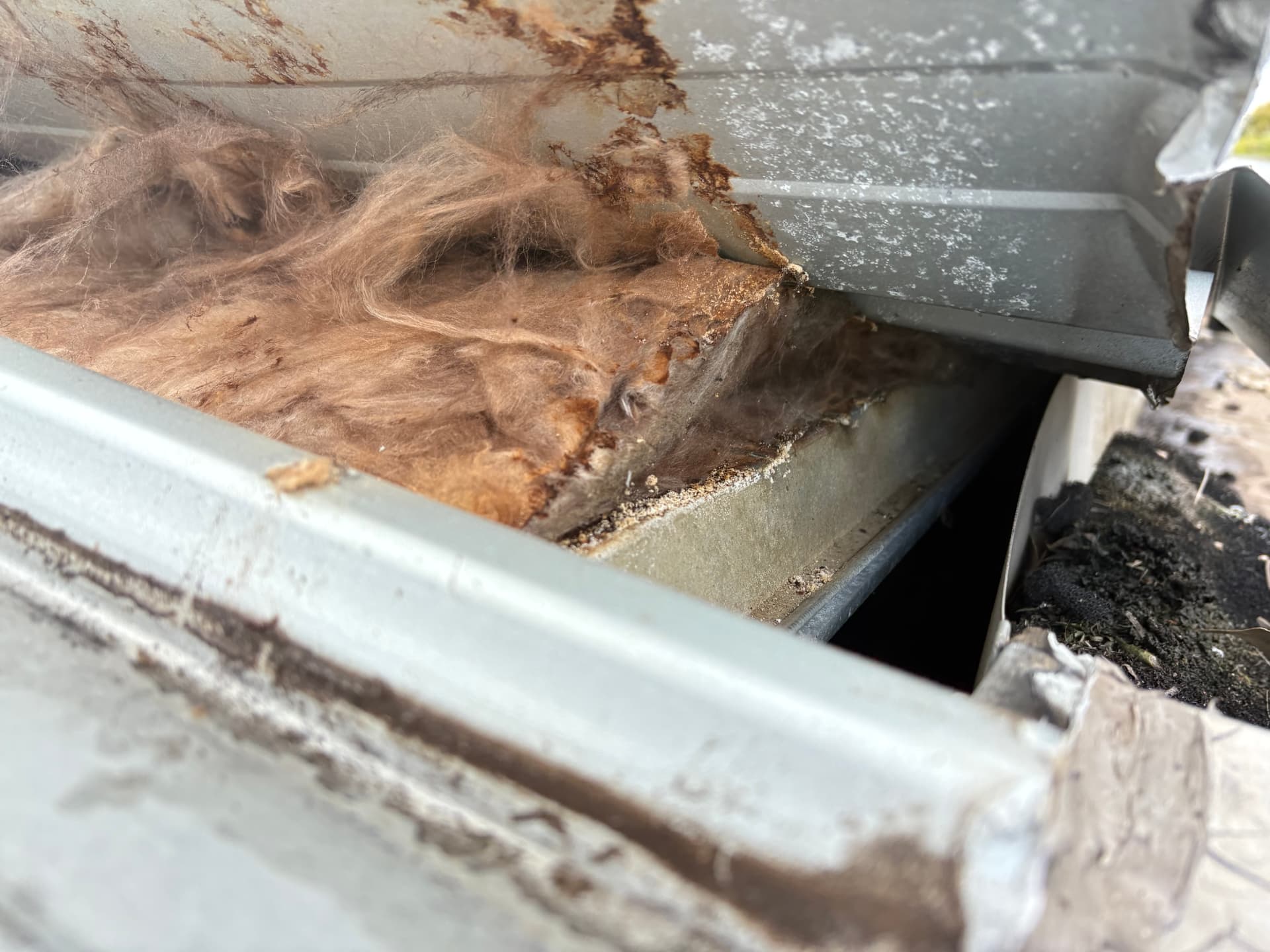 Rusted box gutter edge with soaked insulation batt at the end of the roof sheets